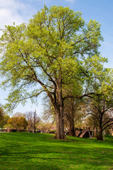 Obraz premium A large oak tree in a park on a bright, sunny spring day