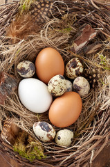 Easter nest of birch twigs and green moss with chicken and quail eggs on wooden background