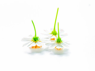 The flowers of the inverted Gemini under the white background