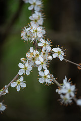 delicately flowering fruit tree