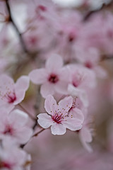 delicately light pink blossoms of a flowering tree in spring