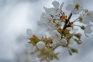dreamy spring white blossoms of a fruit tree