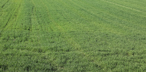 Obraz na płótnie Canvas green strands of wheat field growing