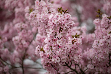 Fototapeta premium sea of pink blossoms in april
