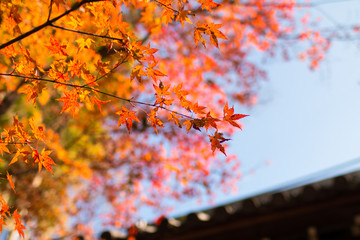Temple Maple Leaves