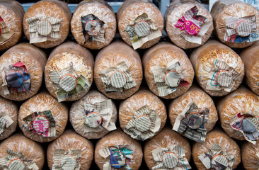 Mushroom cultivation : the cultivation of oyster mushrooms from spawn in farm. Selective focus.