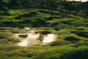 Beautiful green moss on stones near the sea