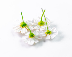 Fototapeta na wymiar The flowers of the inverted Gemini under the white background