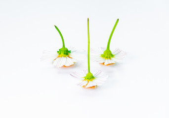 The flowers of the inverted Gemini under the white background