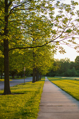 sunshine sidewalk tree