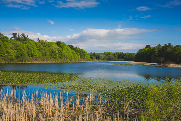 Fototapeta premium tree swamp lilly pad