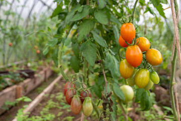 organic tomatoes - several ripening fruits on the background of greenhouse rows of plants, short focus
