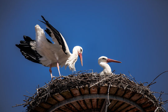 Eine Storchenfamilie in ihrem Nest