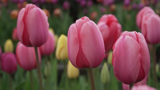 Beautiful Tulips swaying gently in a garden