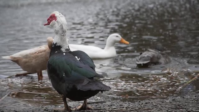 Water fowl preening themselves near a pond.