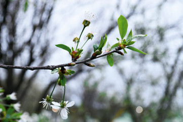 branch of a tree in spring