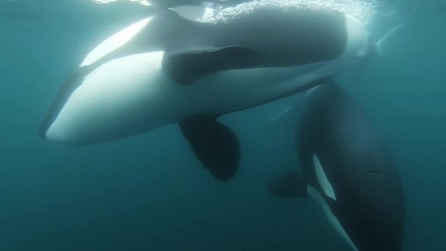 two orcas coming right to the camera blowing bubbles underwater shot SLOWMOTION