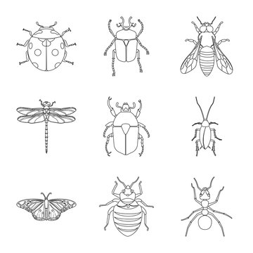 Vector illustration of insect and fly logo. Collection of insect and element vector icon for stock.