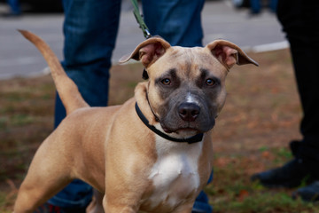 american staffordshire terrier