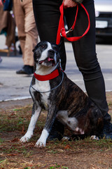 american staffordshire terrier