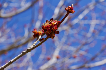 Macro view of emerging buds on a branch of a red maple tree in early spring