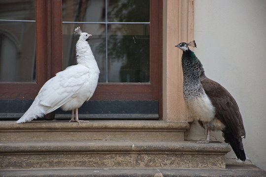 Portrait of two female peacock in front of built structure