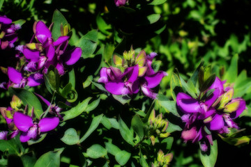 Purple Flowers in Springtime