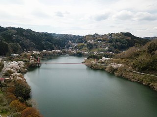日本の満開の桜と湖のドローン撮影