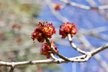 Macro view of emerging buds on a branch of a red maple tree in early spring