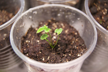 Spring sprout