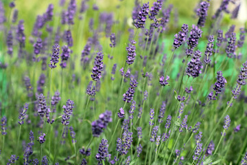 Obraz premium lavender flowers in nature