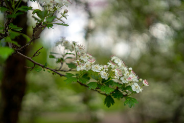 Tree in spring, bud, Slovenia