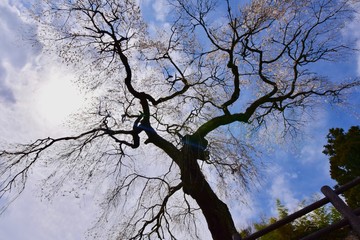 日本の満開の桜と湖のドローン撮影