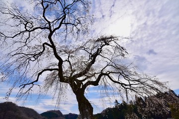 日本の満開の桜と湖のドローン撮影