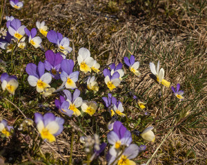 spring flowers bottom in the dry and barren landscape from winter season. Flowers and nature is blooming