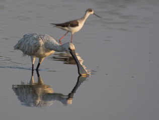 Spoonbill