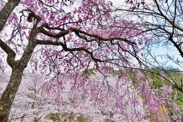 日本の満開の桜と湖のドローン撮影