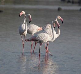 Obraz premium Greater Flamingo
