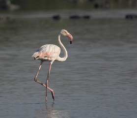 Greater Flamingo