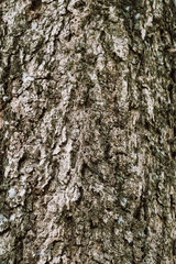 Image of the surface of the bark, close-up, to see details