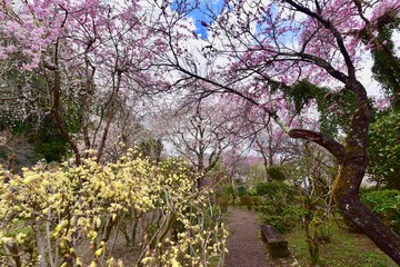 Fototapeta premium 日本の満開の桜と湖のドローン撮影