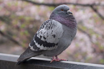 A portrait of a pigeon