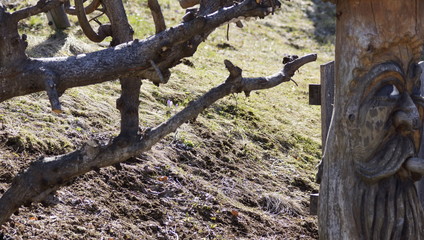 Wald und Natur