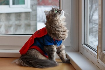 Adorable gray kitty in costume Superhero on the windowsill © Iryna