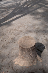 A stool of the real tree stump