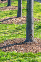 A row of three tree trunks surrounded by green grass and tan bark