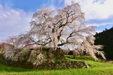 満開の又兵衛桜とシダレサクラ