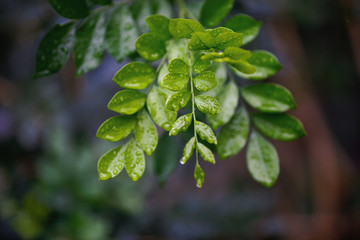 Beautiful green leaves with drops of water