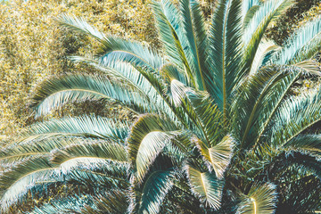 Beautiful tropical plants