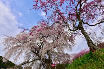 満開の奈良の又兵衛桜と大野寺